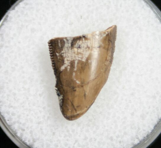 Tyrannosaurid Tooth Tip - Montana #9987